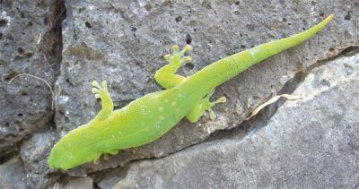 Ni la salamandre, ni le gecko ne sont des animaux très dangereux pour les  humains